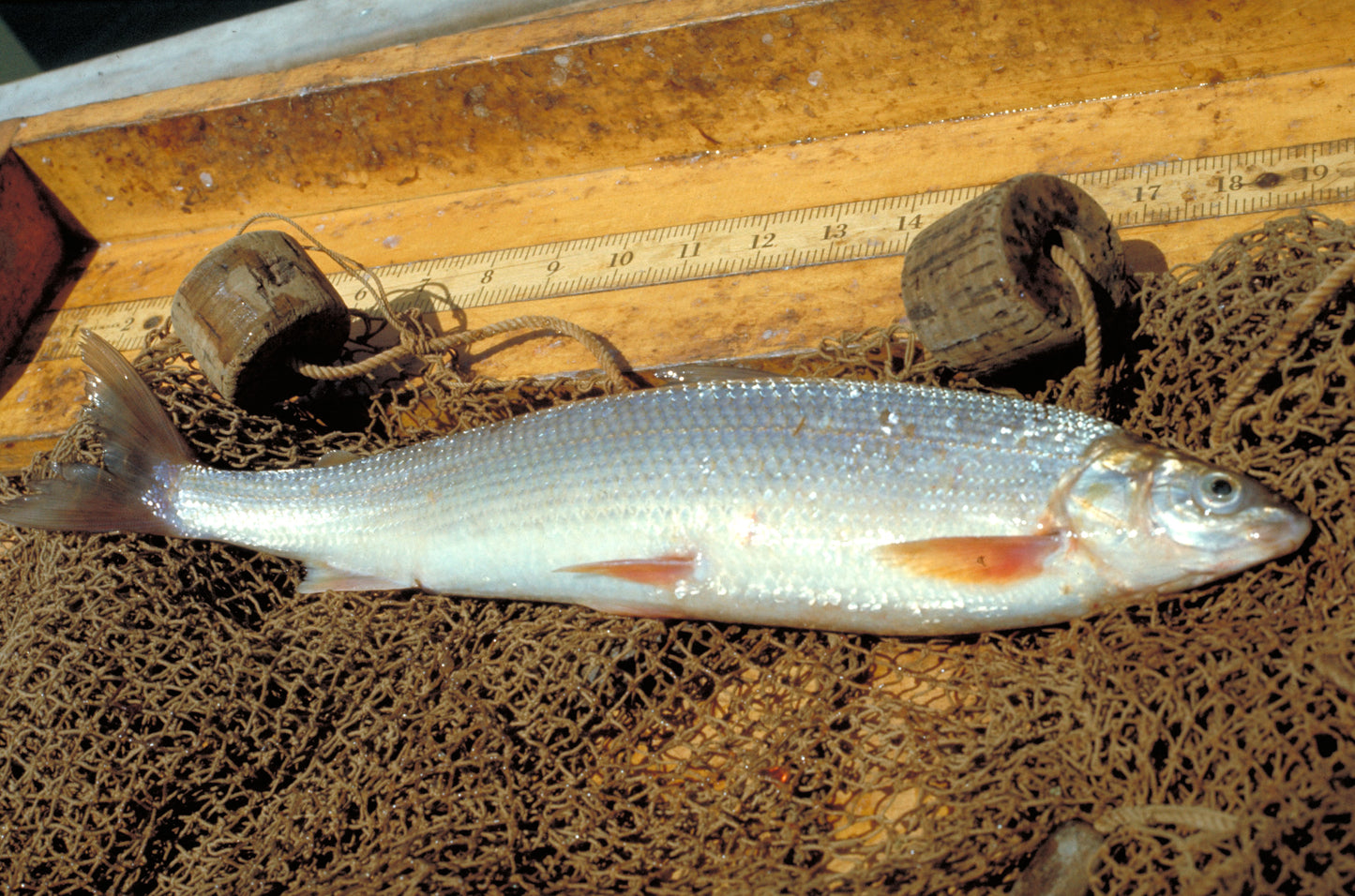 Lake Superior Whitefish Fillets