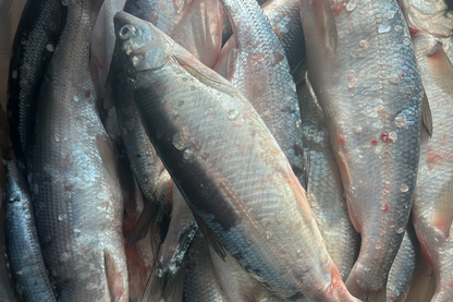 Fresh Skin on Herring Fillets (Boneless)