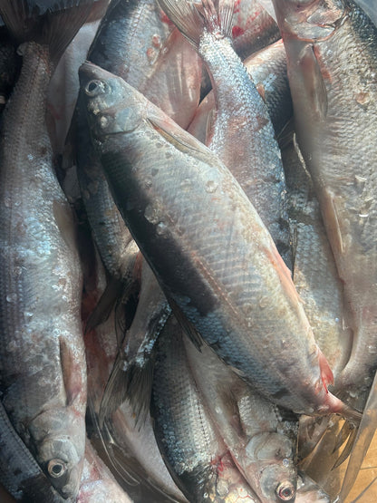 Whole Herring