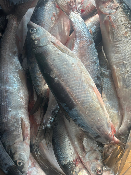 Whole Herring