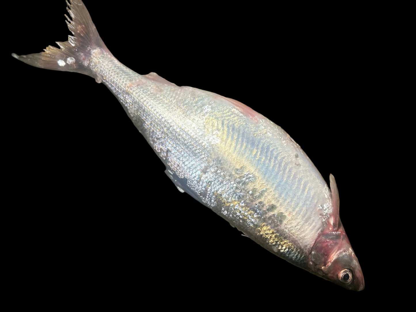 Whole Herring