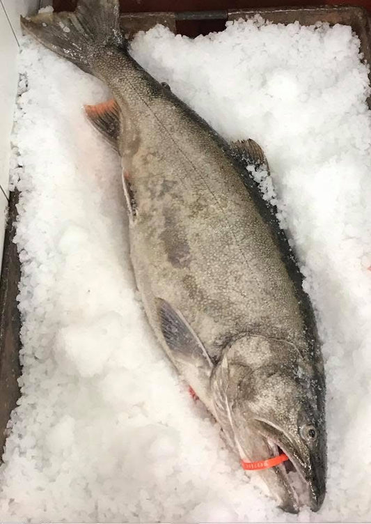 Siscowett Lake Trout
