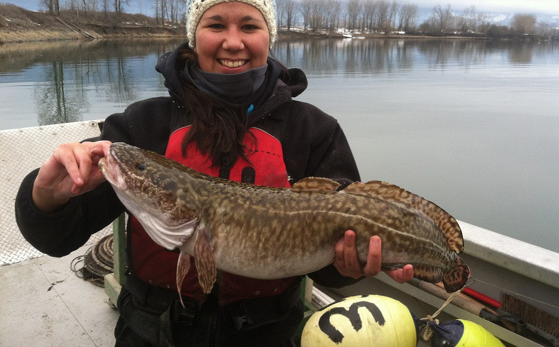 Lake Superior Burbot loins